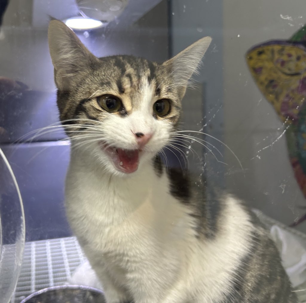 o kadar tatli o kadar sevecen ki.. tekrar sokaga donmesin lutfen. yarin veterinerden tedavisini tamamlamis, ic-dis paraztini yaptirmis bir sekilde cikacak. istanbulda yuvasini ariyor.