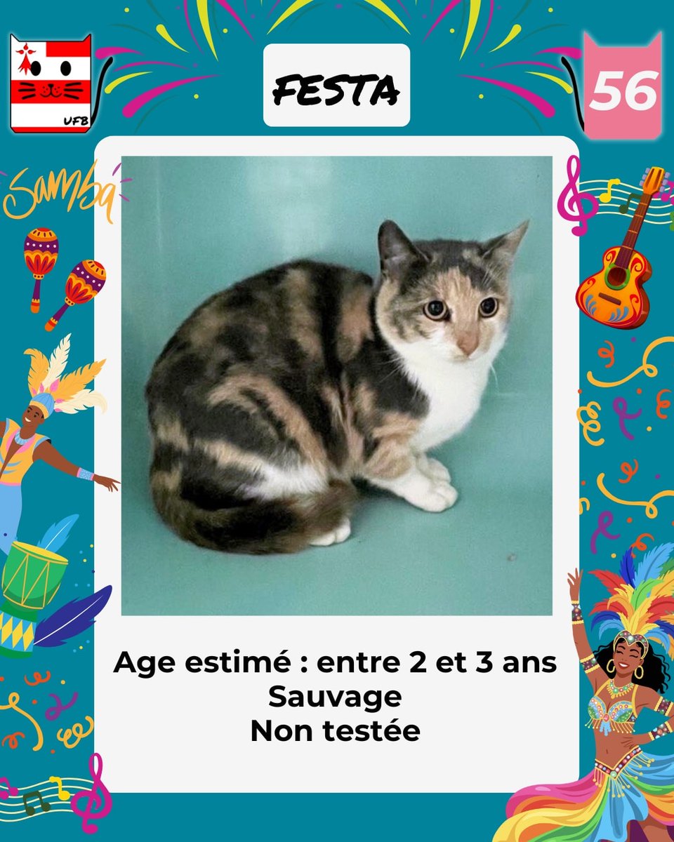 Urgences Fourrières de Bretagne - UFB
En cours d'adoption
Tout notre petit monde à trouvé une solution. 
Nous attendons une validation d'adoption pour la belle Festa. 
Nous vous tiendrons au courant dès que toutes les prises en charge seront validées.