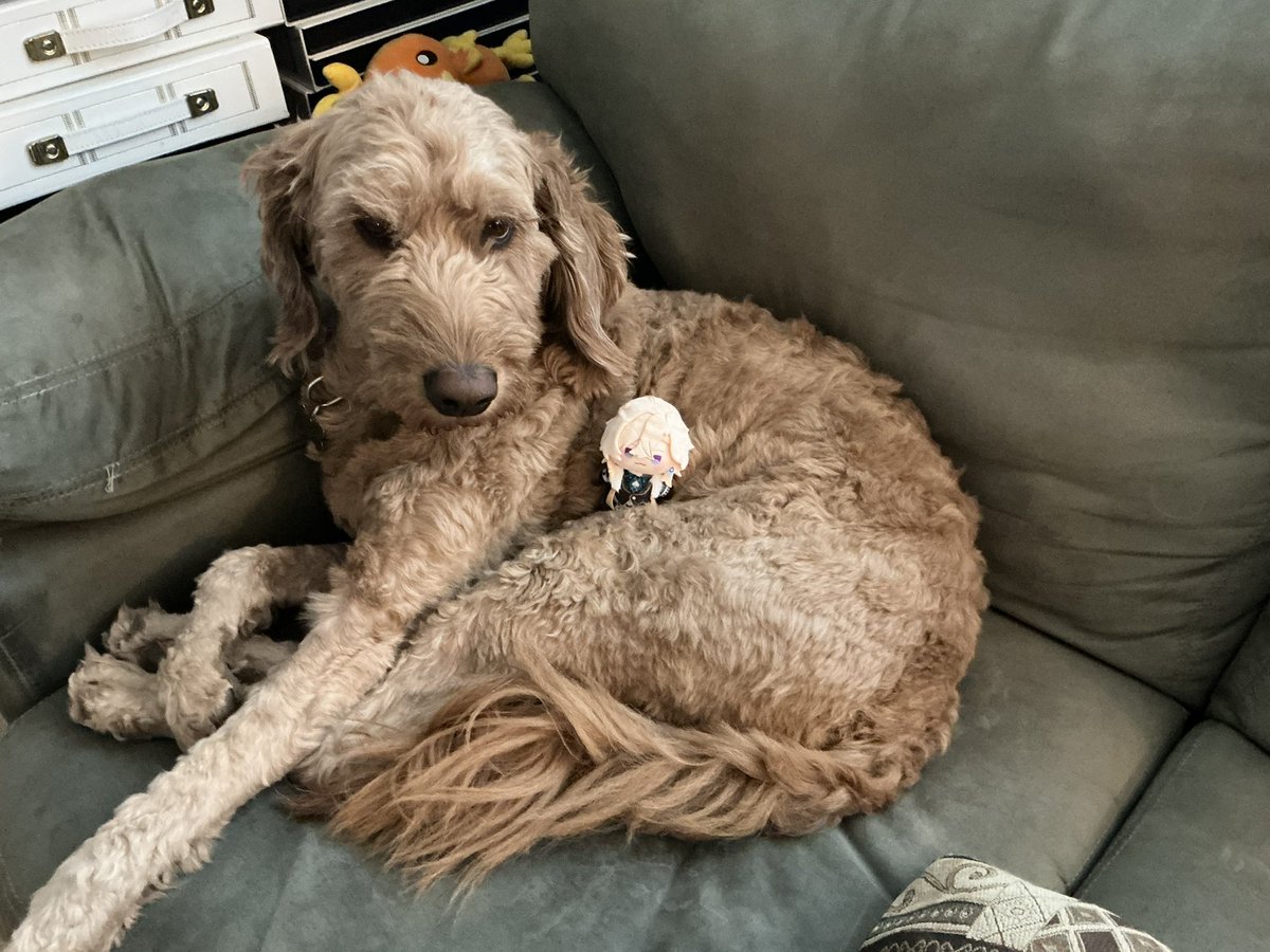 AkariAtkinson's tweet image. He’s comfy