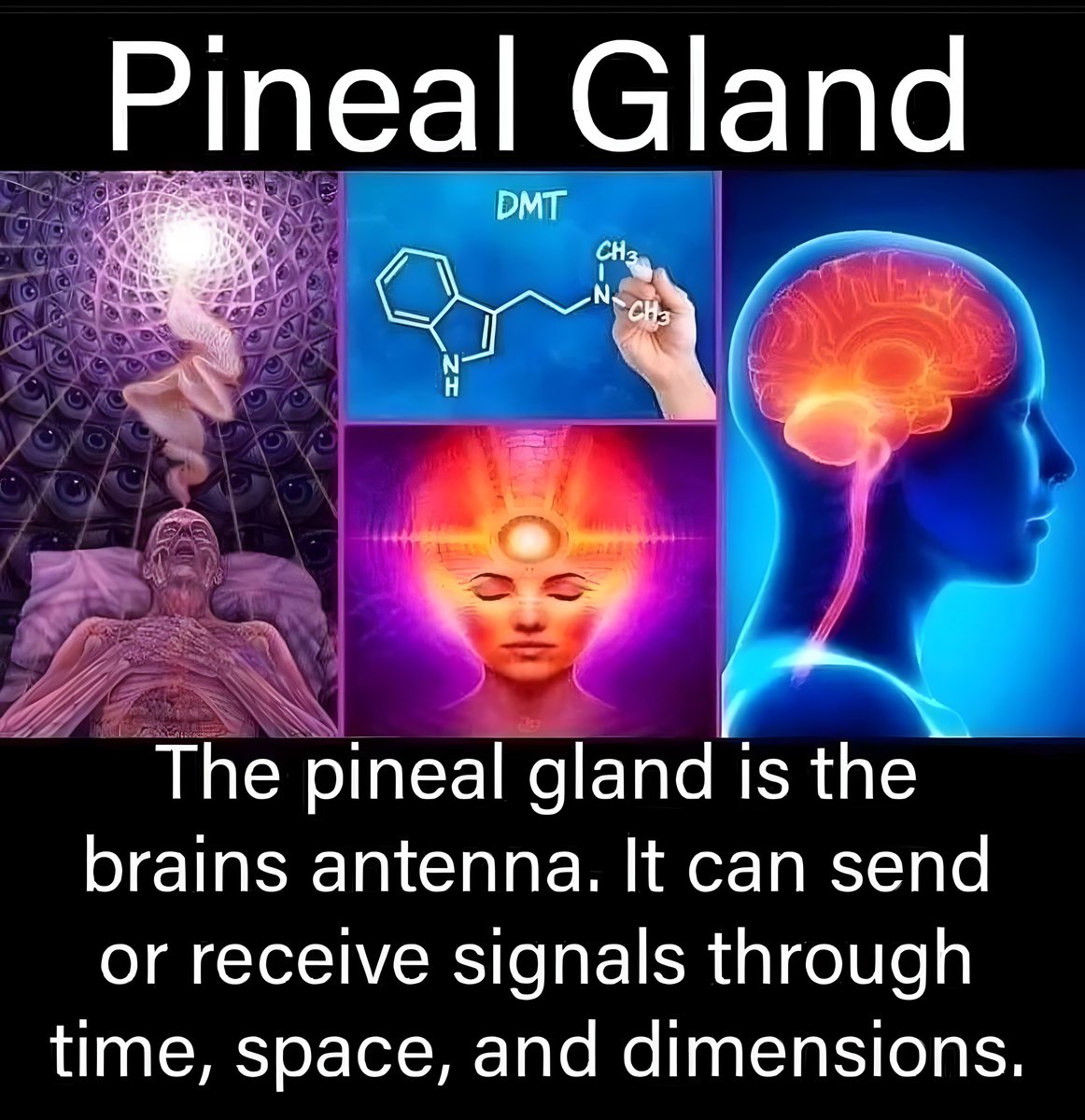 atomicskunk's tweet image. #pinealglandactivation #pineal #mindseye #lightworker #kundaliniawakening #interconnectivity #higherself #highvibrations #sacredknowledge #sourceenergy #thirdeye #thirdeyeopen #ultravision #higherconsciousness  #decalcifyyourpinealgland #divineenergy #glandulapineal #pinealgland