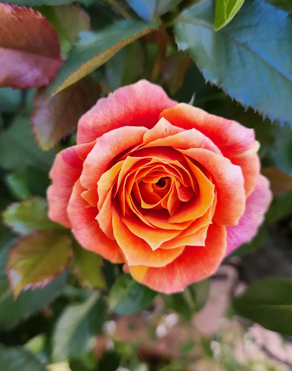 のんちゃんにﾎﾟﾁｯ💛