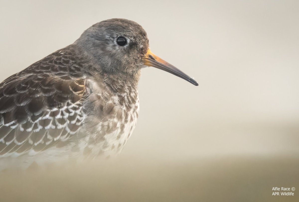 YorkshireCoastNature tweet media