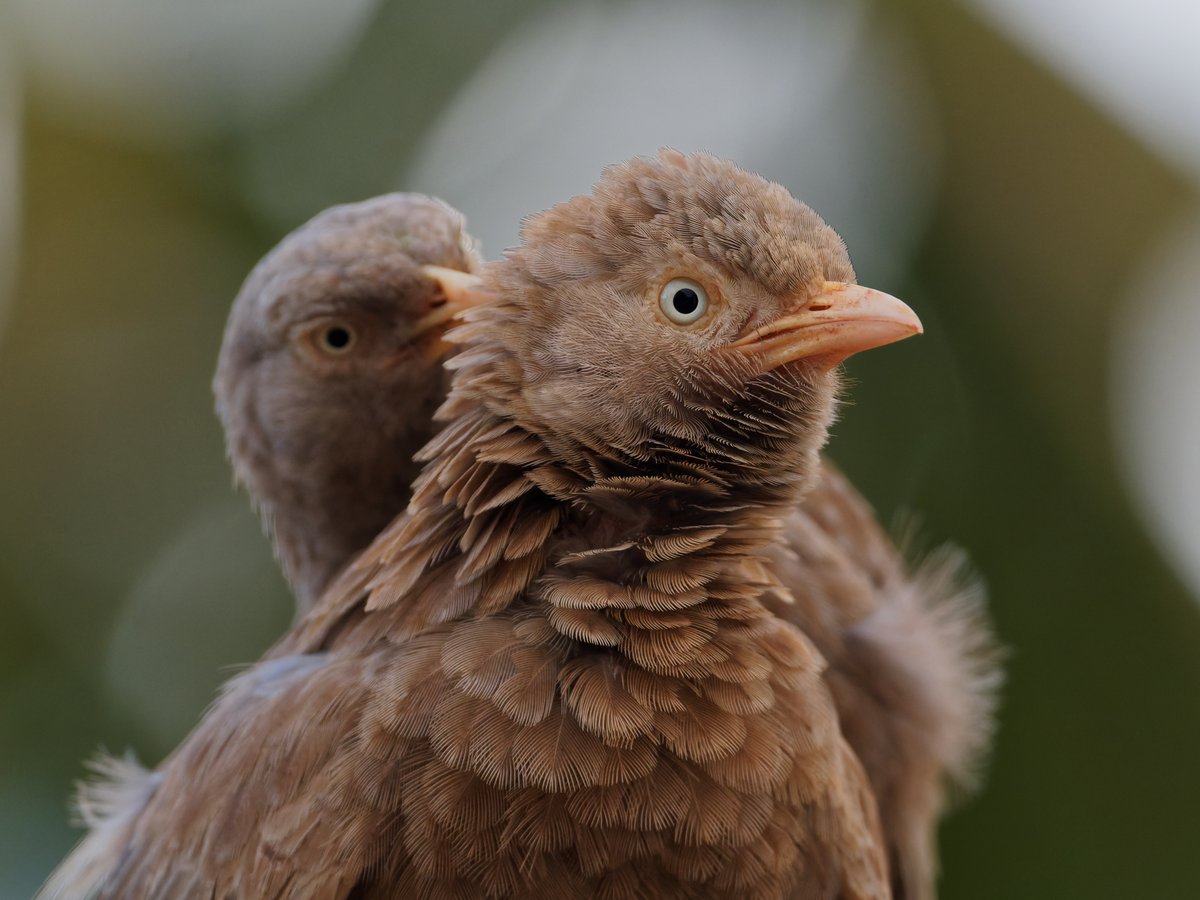 Різні пари, але ті самі почуття :)
1. Java sparrows
2. Common Waxbills
3. Yellow-billed babblers