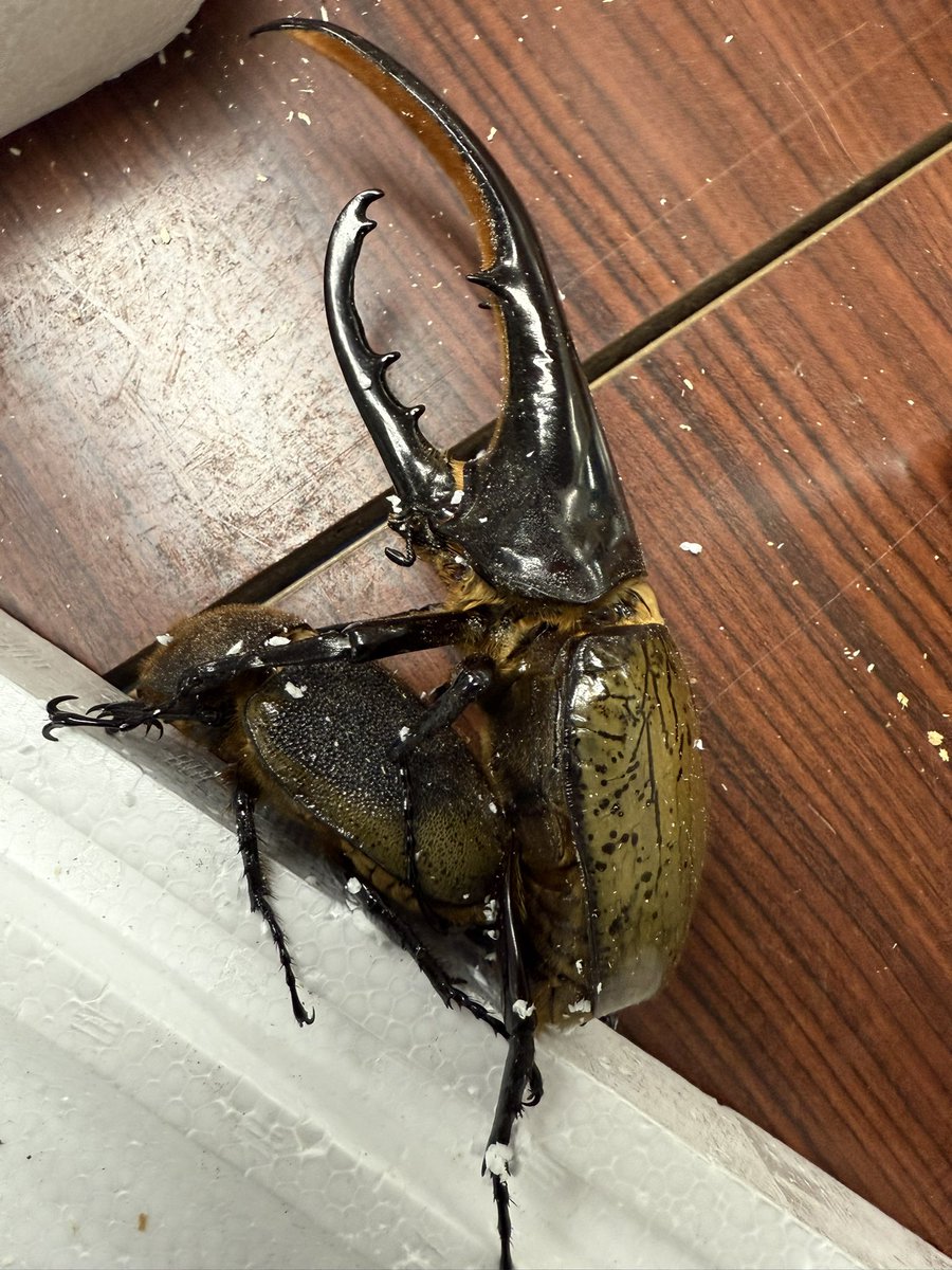 MasaH【Seraphim】 (@MasaH1973) / Posts / X