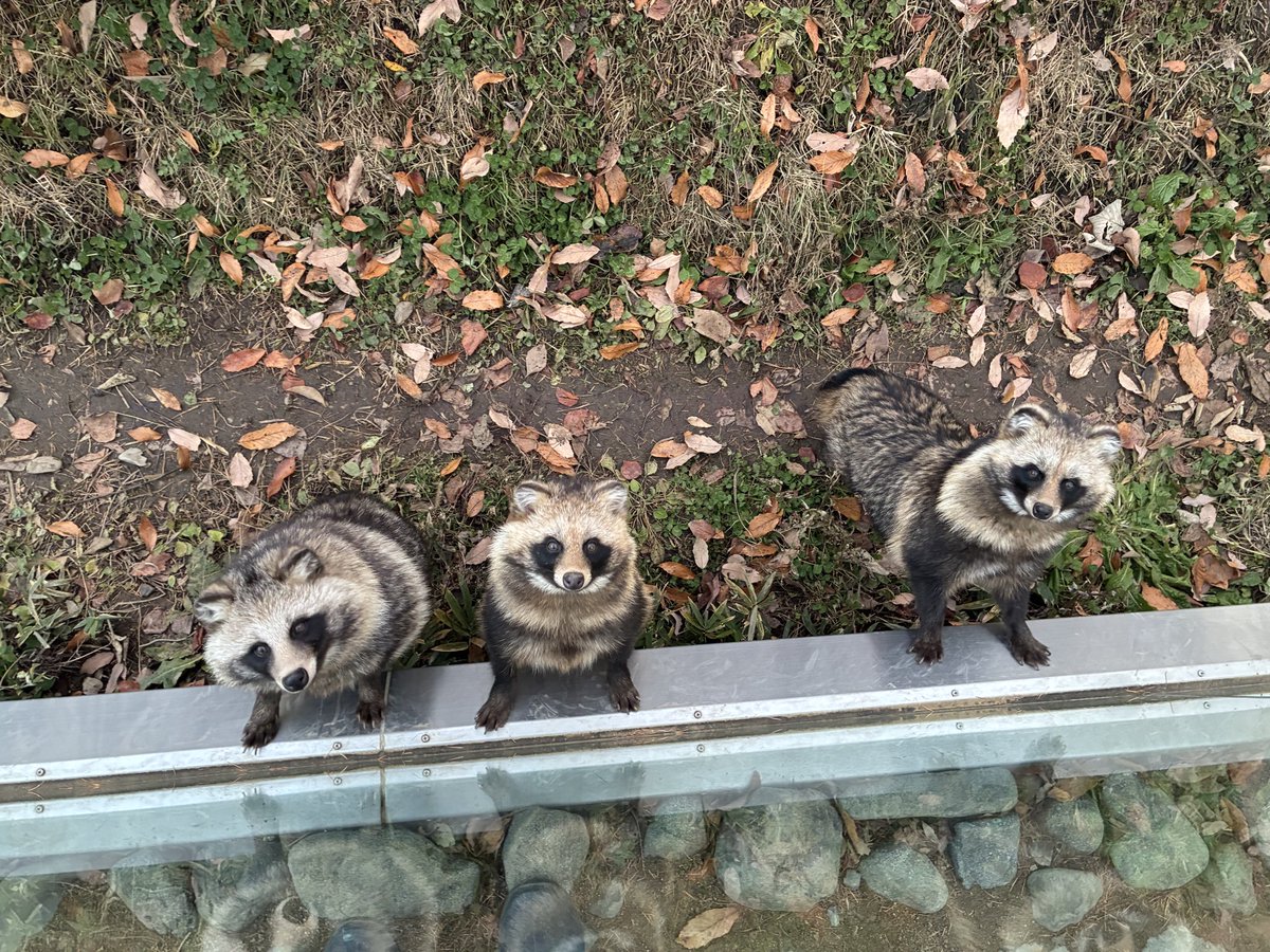 本日、3たぬ勢揃い最後の二日間です
会いに来てね✨

#松本市アルプス公園　#アルプス公園　#ホンドタヌキ