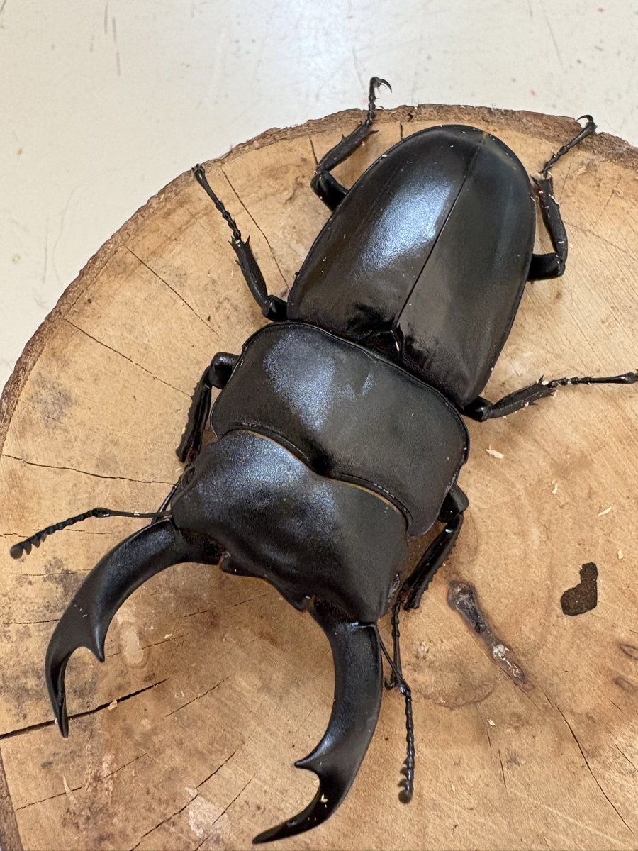 𝑰𝑲𝑬 (@1171yuuki) / Posts / X