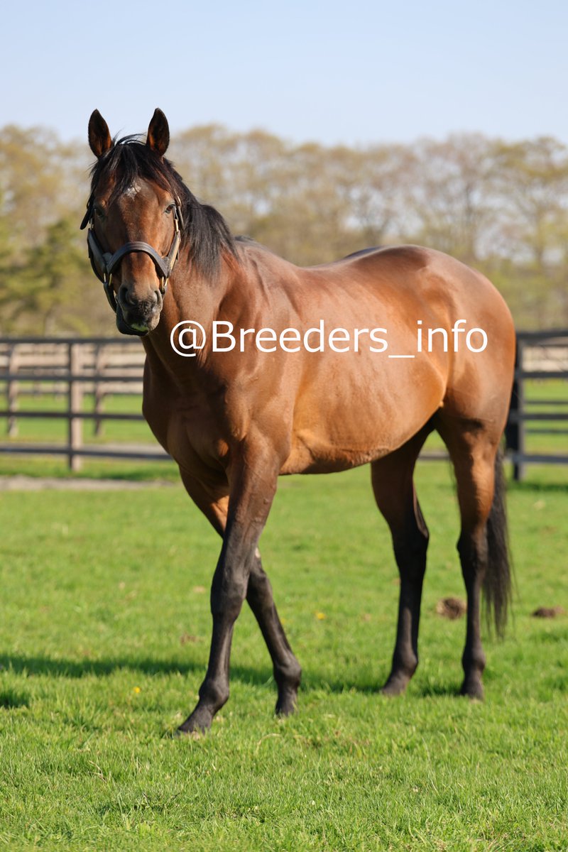 サラブレッドブリーダーズクラブ (@Breeders_info) / Posts / X