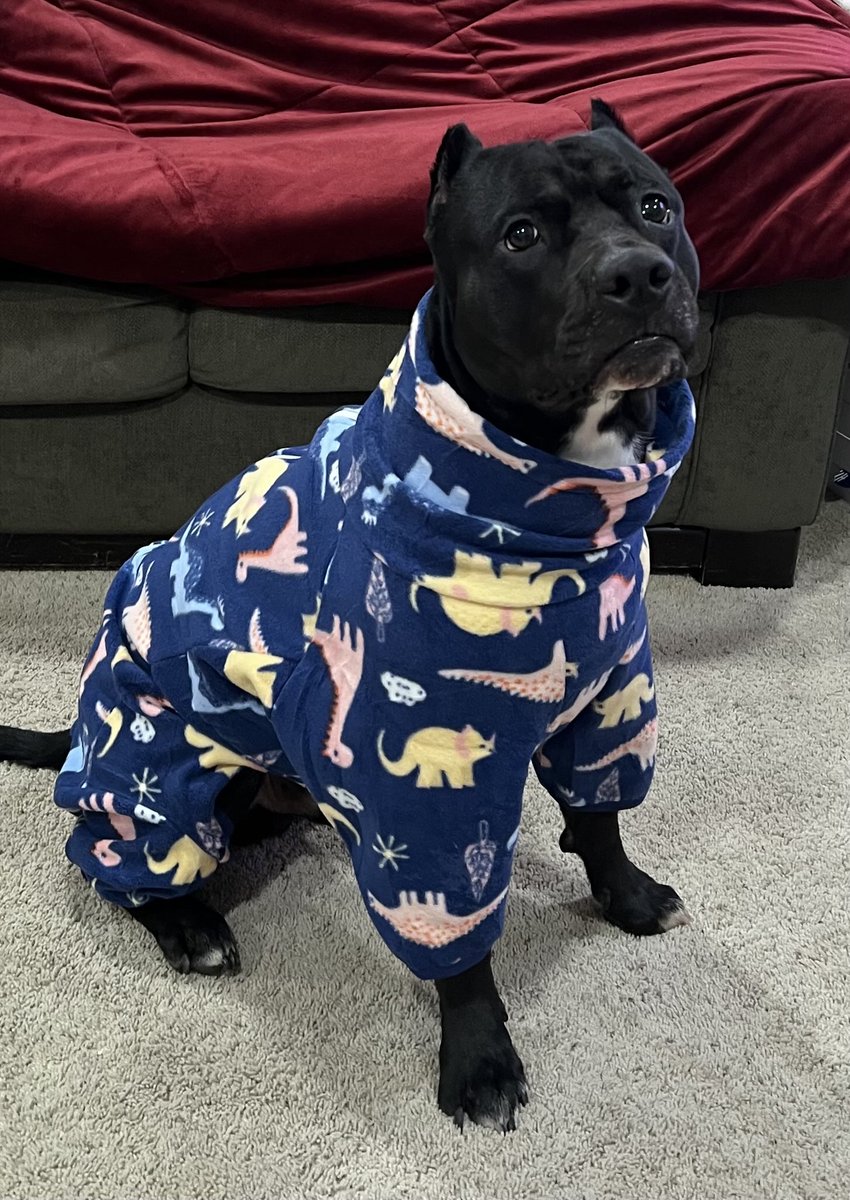 pinkandpainmom's tweet photo. Ready for some #oplive with my night clothes on ๐คฃ๐ my #granddog Donโt know if he likes it but it snowed today. #oplnation #canecorso #xdog https://t.co/LwuKPk3LpH