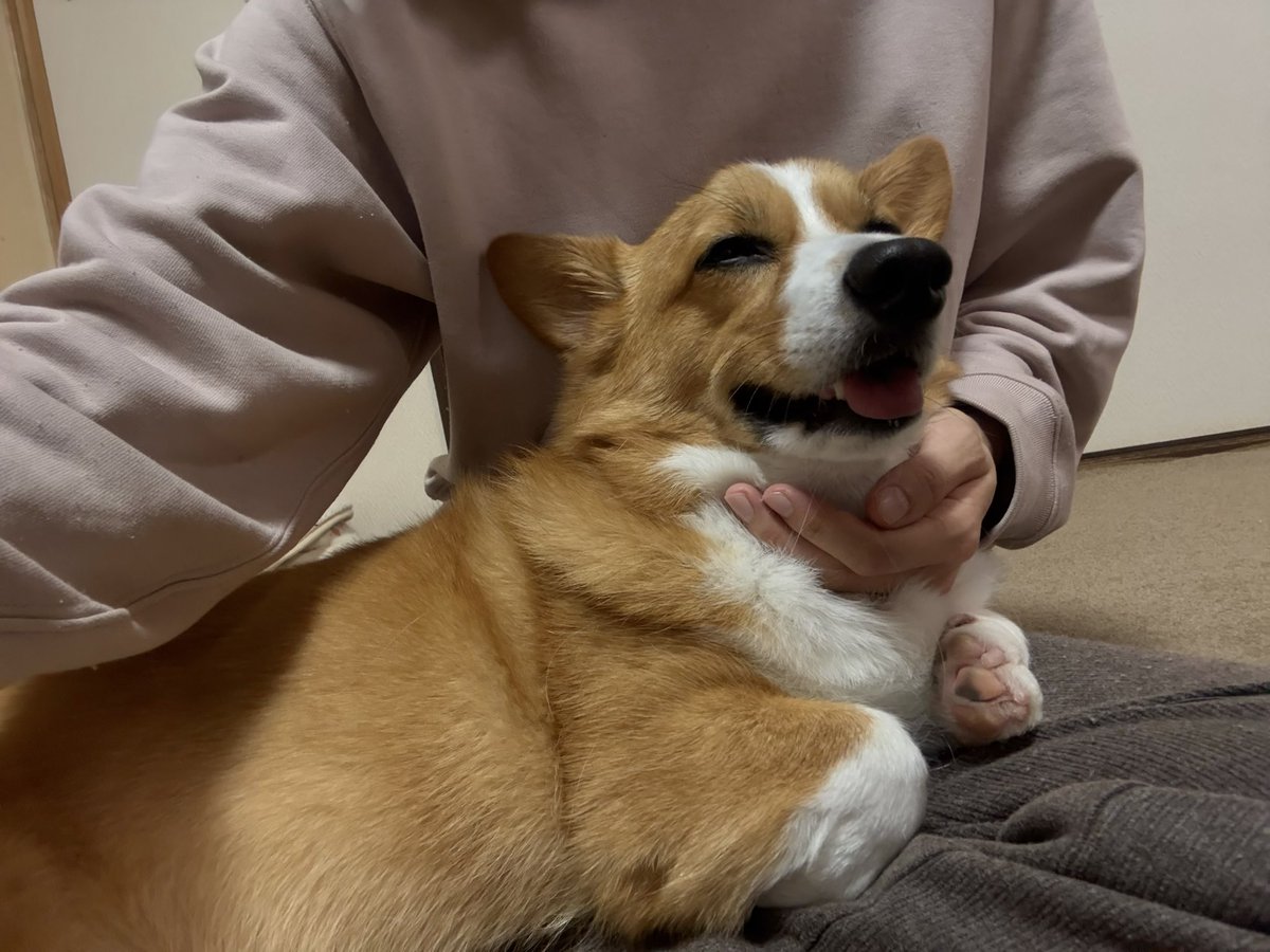 首をタプタプしてもらえて気持ちいい犬と膝に乗ってもらえてぬくぬくな飼い主によるwin-winな関係