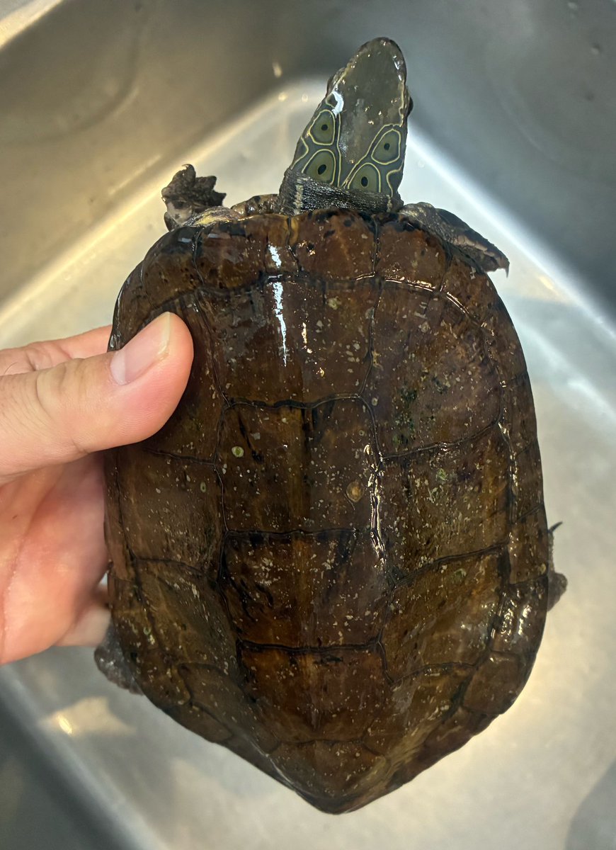 ヨツメイシガメ