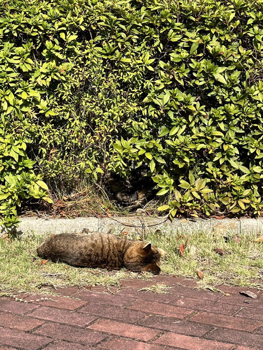 BebeSwallowtail's tweet image. 山の頂上にいる猫ちゃんたち。
11月も12月も、寝顔も可愛いし、
しっかりカメラ目線でバッチリ。

あっという間に枯葉舞う季節なんやなぁ。