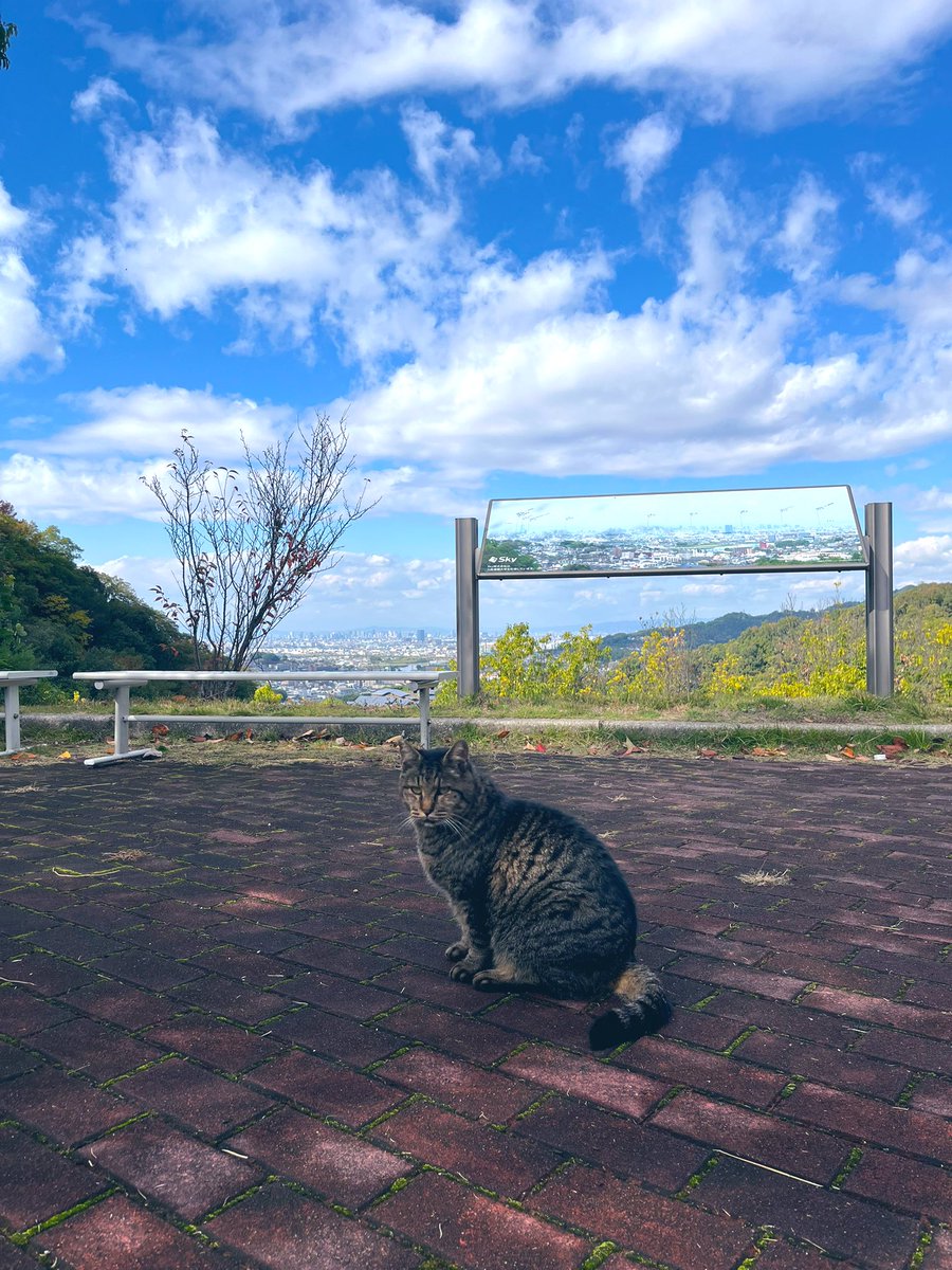 BebeSwallowtail's tweet image. 山の頂上にいる猫ちゃんたち。
11月も12月も、寝顔も可愛いし、
しっかりカメラ目線でバッチリ。

あっという間に枯葉舞う季節なんやなぁ。