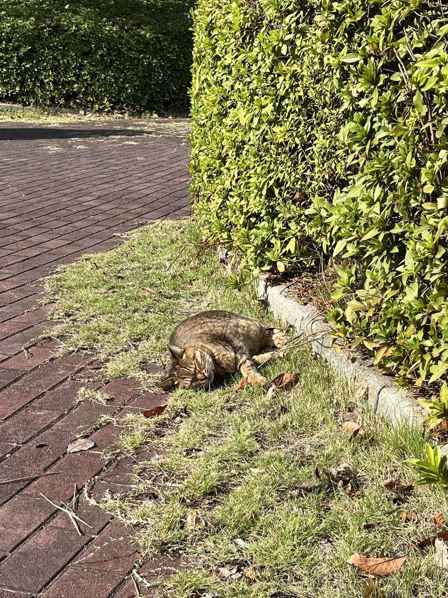 BebeSwallowtail's tweet image. 山の頂上にいる猫ちゃんたち。
11月も12月も、寝顔も可愛いし、
しっかりカメラ目線でバッチリ。

あっという間に枯葉舞う季節なんやなぁ。