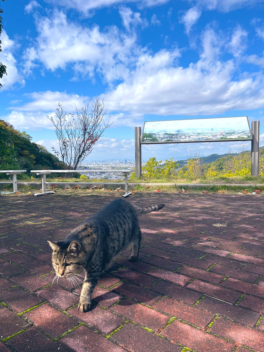 BebeSwallowtail's tweet image. 山の頂上にいる猫ちゃんたち。
11月も12月も、寝顔も可愛いし、
しっかりカメラ目線でバッチリ。

あっという間に枯葉舞う季節なんやなぁ。