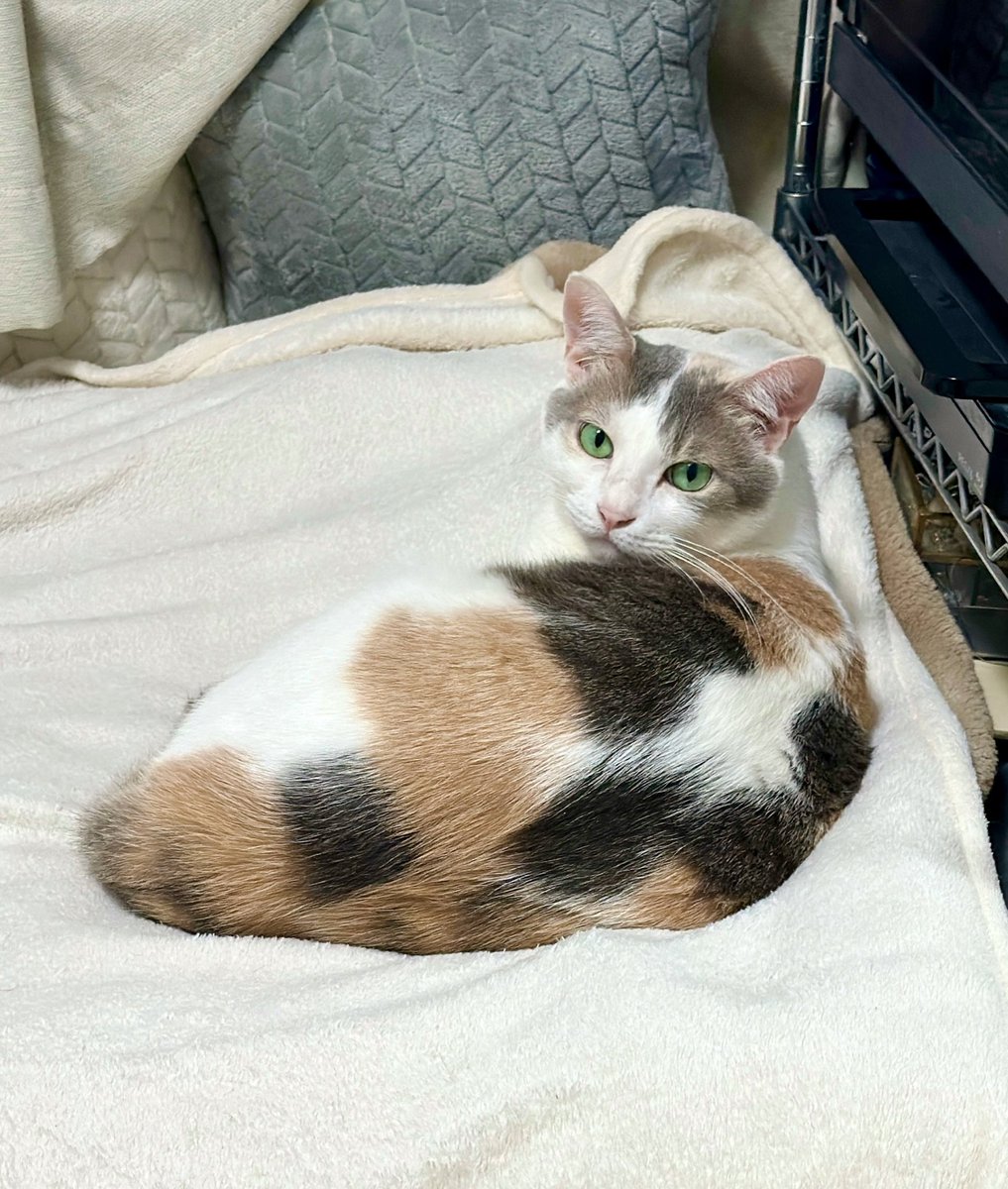 くろみつ・しらたま🐈保護猫兄妹 (@neko9682_4630) / Posts / X