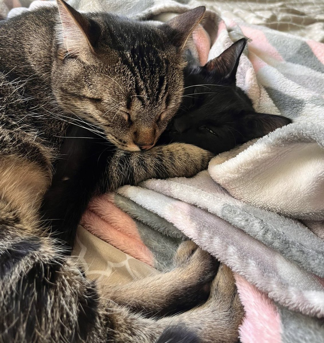 FernandaRoib18's tweet photo. Tobby siempre fue alguien único para mí, somos una misma alma y siempre estará presente en mis días y nadie reemplazará ese amor 

Pero también comparto mi corazón con ellos, porque siguen curando mi alma cuando en las noches Tobby no está https://t.co/eMM7VzHg41
