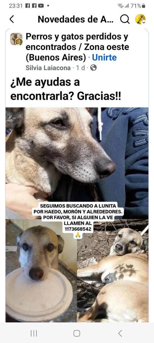 Lunita 🌛se perdió en #Haedo !!!!! SI LA ENCONTRAS RETENER Y LLAMAR A SU FAMILIA👇👇👇