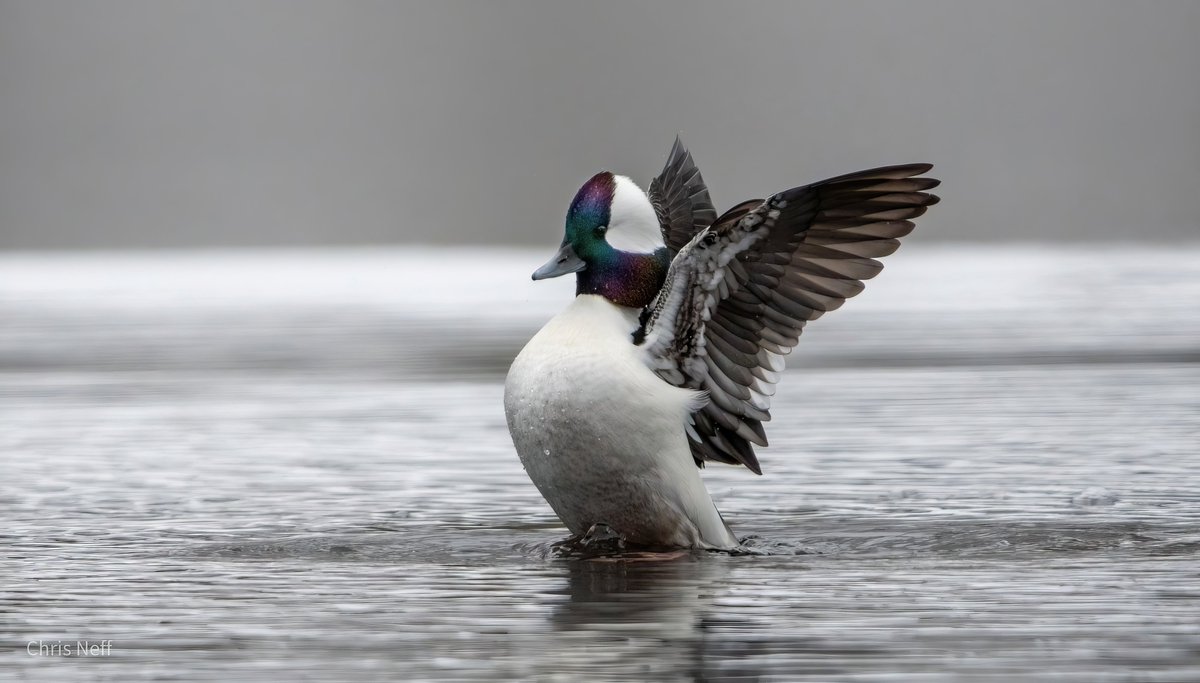 NJAudubon's tweet photo. New Jersey Audubon is excited to announce that our 2025 Giving Tuesday has been the best to date. With your amazing support we raised over $80,000!!

From all of us at New Jersey Audubon a heartfelt THANKS!

#GivingTuesday https://t.co/cz9DL1eUgY