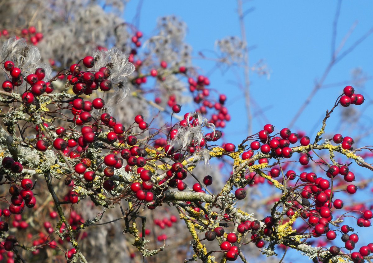 Hawthorn berries &amp; Old Man's Beard twining through a hedge❤️
Hedgerows are one of the glories of the English countryside; some ‘are older than almost any structure in Britain...a fifth of the hedgerows in the South of England have been undisturbed since Saxon times’ (Rackham)🌿