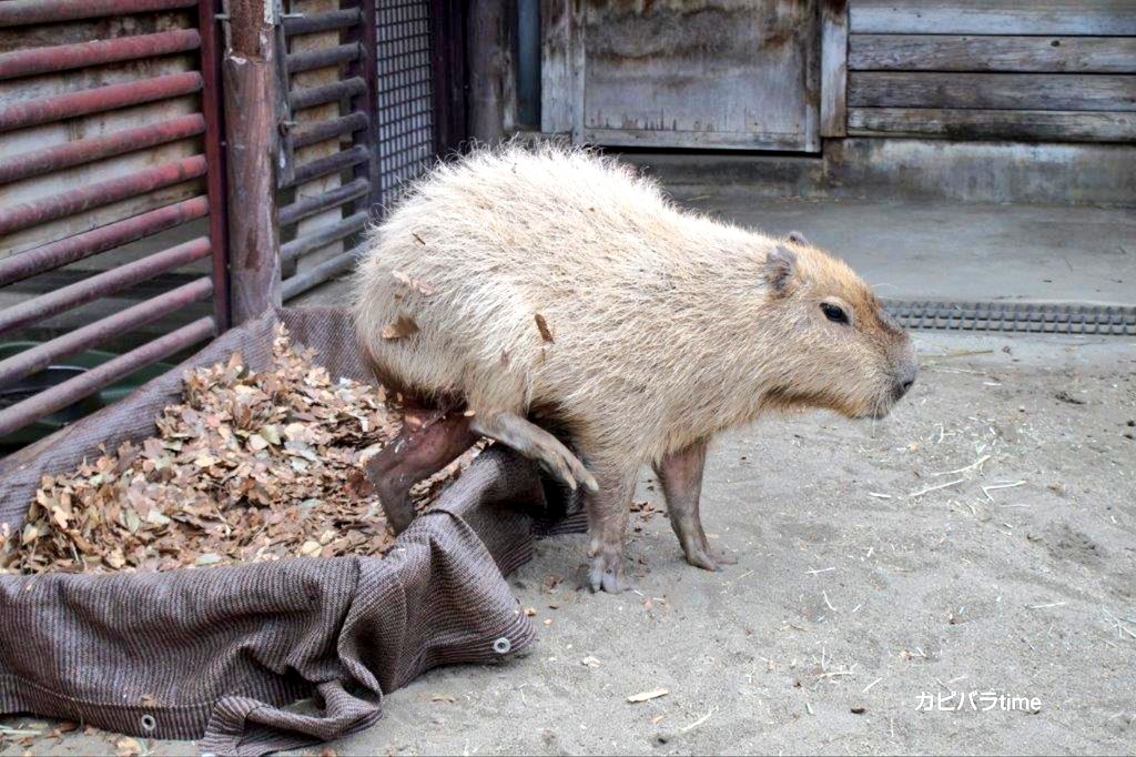 けろけろ (@capyanimal) / Posts / X