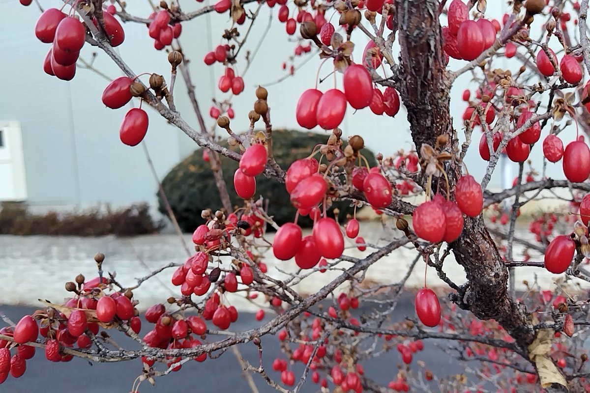 今朝の上田市の気温は、−4℃という事で、とっても目が醒めて気持ちがシャキっとします👍

太郎山のモルゲンロートも素敵です🌄