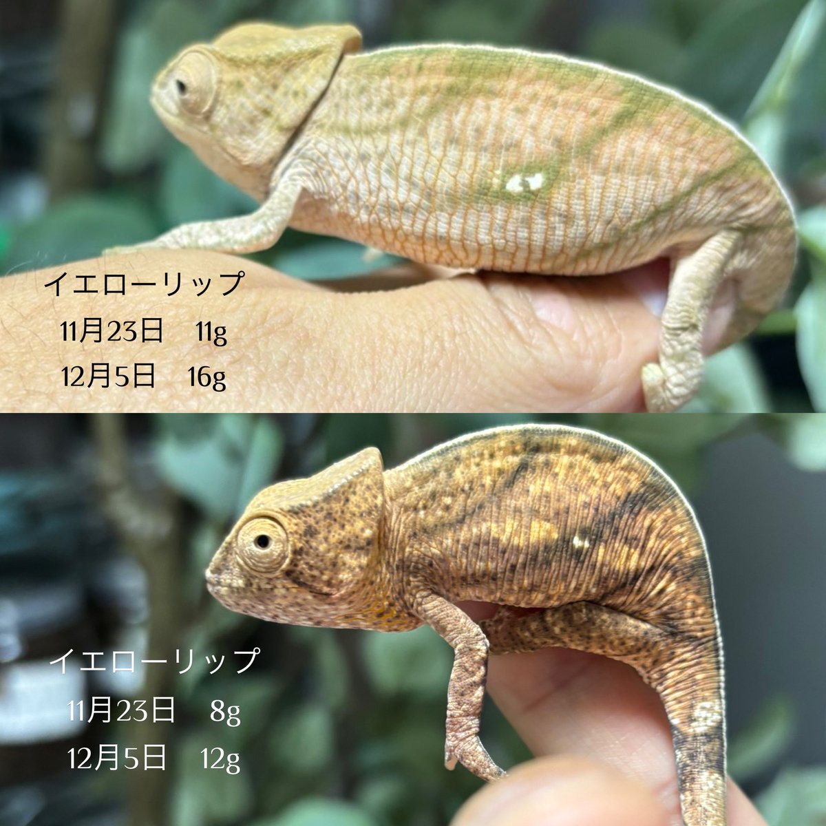 ✴︎Aki✴︎ Amazon.co.jp: LISEN iPhone 充電ケーブル【2M, 最大240W】らいとにん