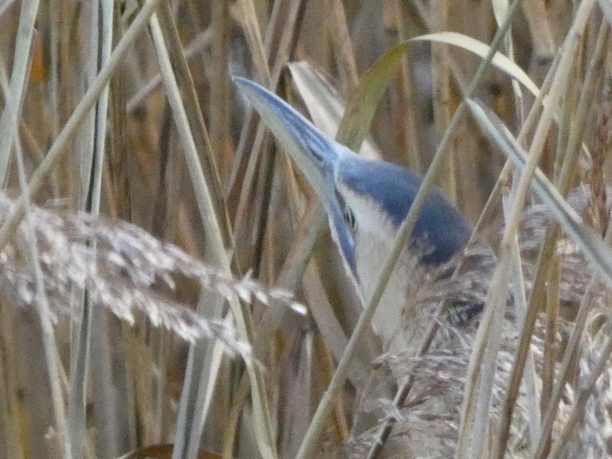 Dr Phil Walters tweet media