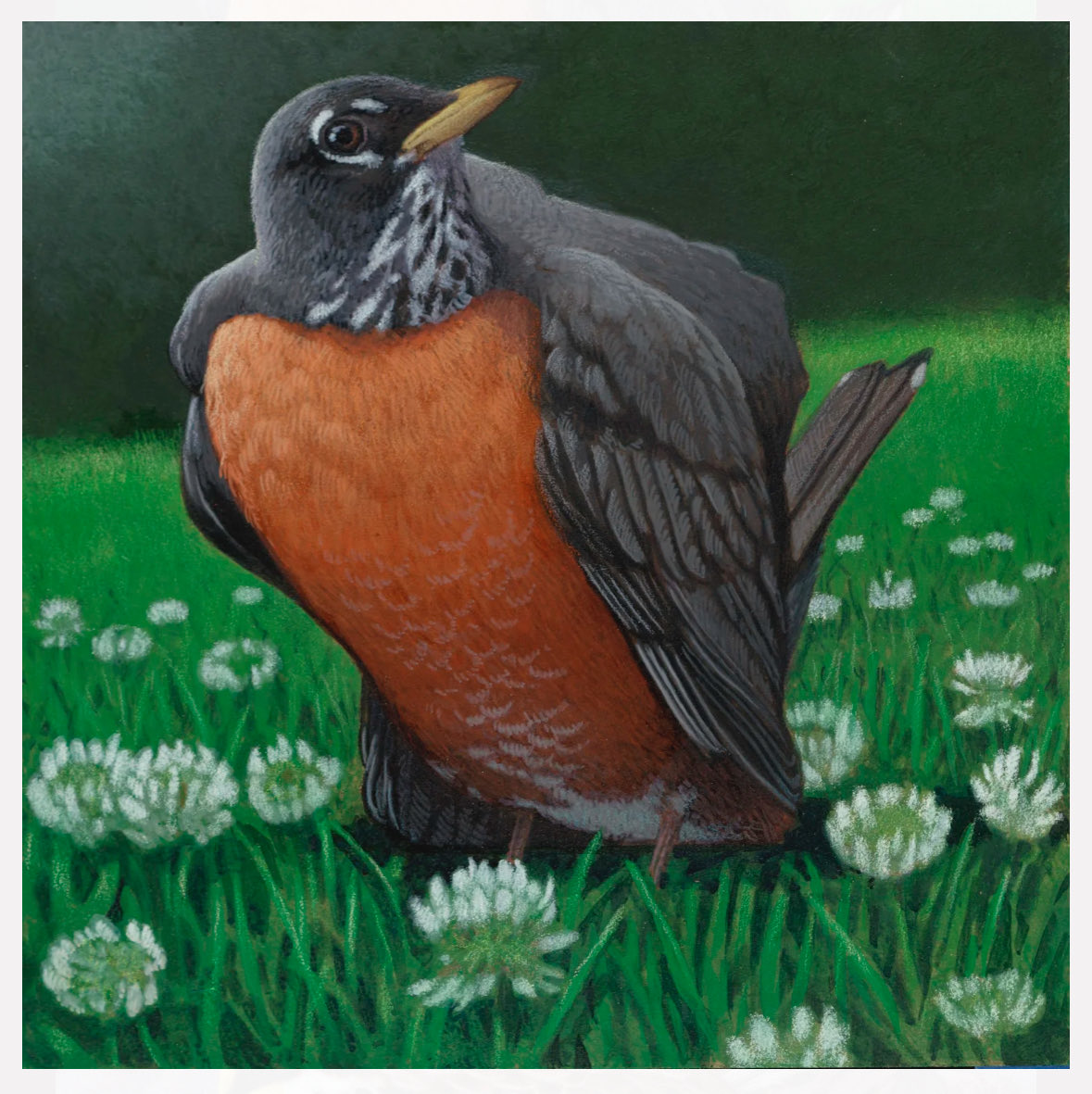 ocrollerblader's tweet photo. @AndrewSolender Chunky Robin https://t.co/GD0f4HEqBR