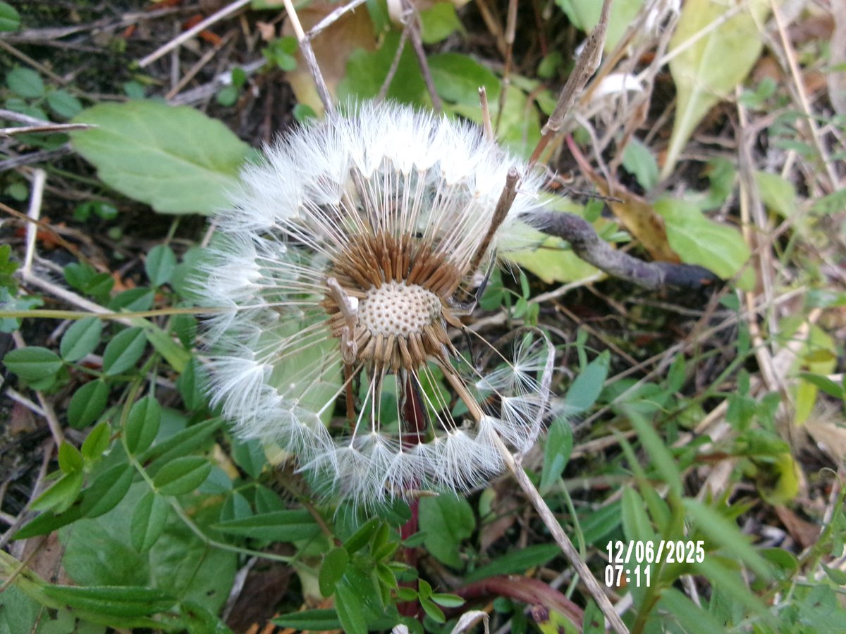 12/06日（土）。今朝方、明るくなってきたので起き上がった花たち