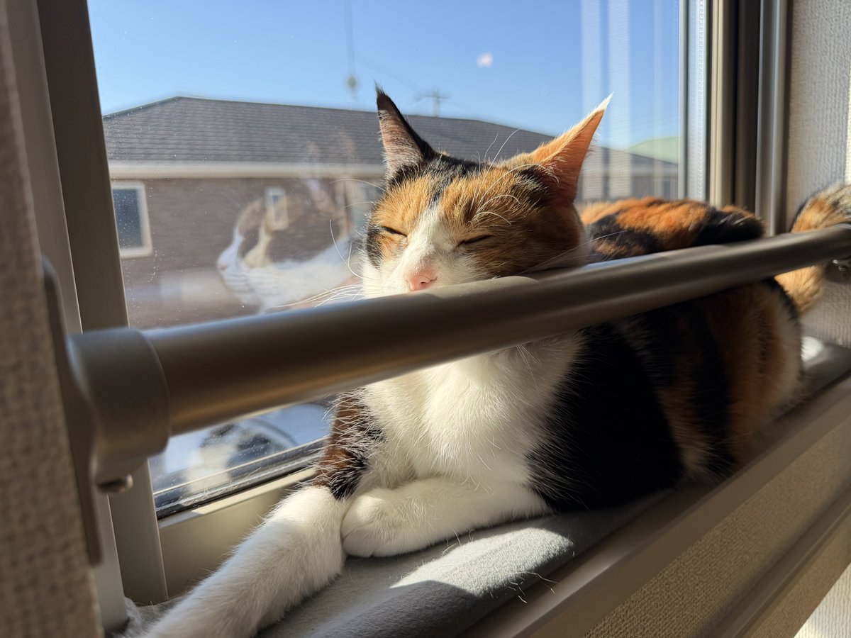 三毛猫のにゃーちゃん🐱(4歳) (@mike_mi_cha) / Posts / X