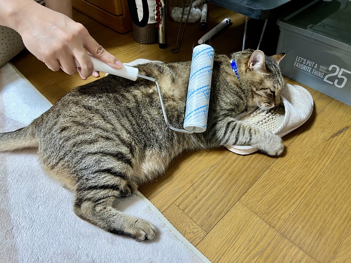 猫の『とらまる』🐈 (@222nikukyu) / Posts / X