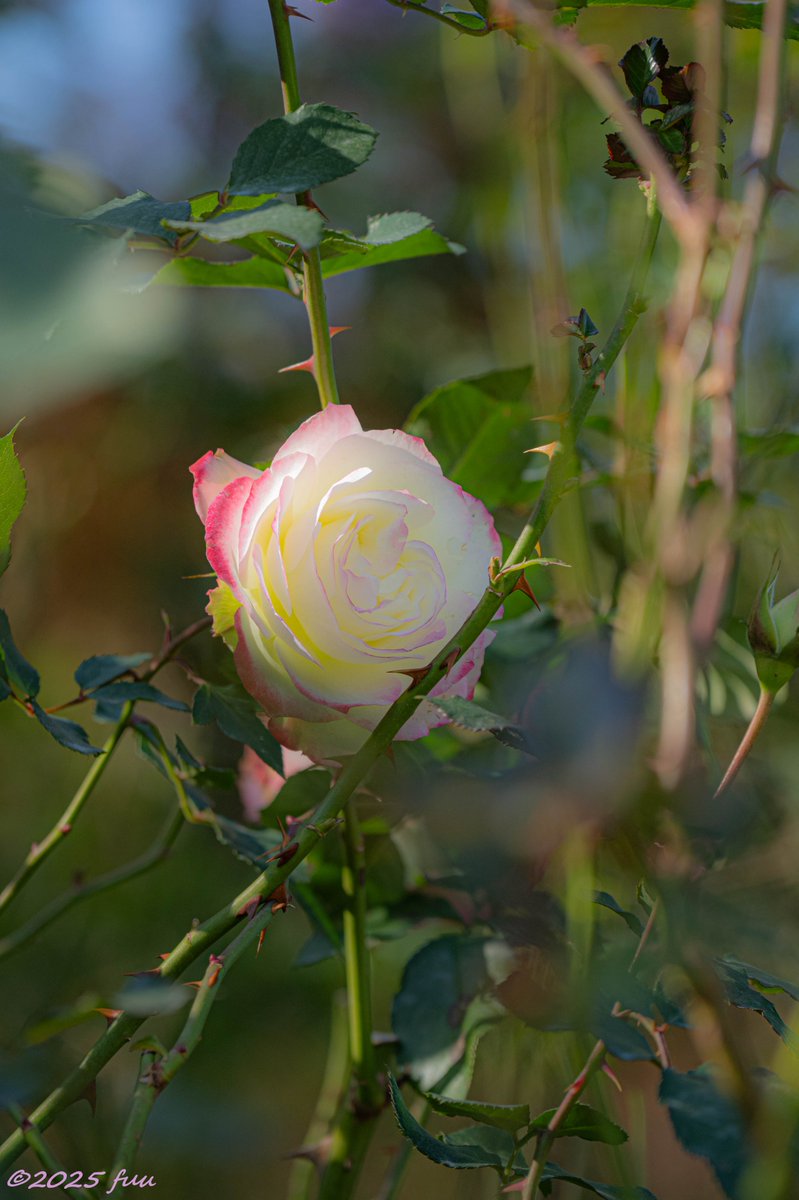 𖤣𖥧𖥣𖡡𖥧𖤣 ふう ꕤ୭ (@fuu_2021_) / Posts / X