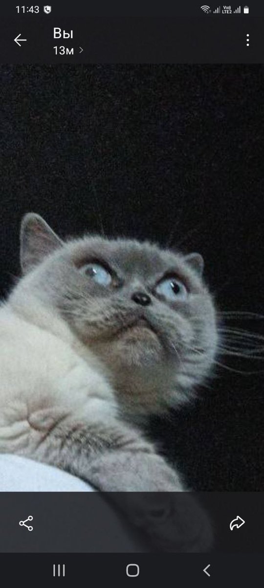 Це нашивка емочка 😭😭😭😭 
(Буквально, бо я замовила батьку на подарунок всіх наших котів включно з тими які живуть в мене )