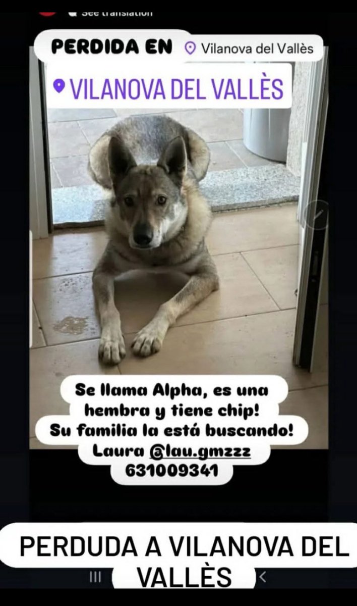 👉COPIÓ
‼️PERDIDA 🟣ALPIN🟣EN  VILANOVA DEL VALLÉS‼️
⚠️La has visto o tienes información ?⚠️
📣📣📣📣📣📣📣📣📣
#FemXarxa
#AnimalsPerdutsVilanovadelValles