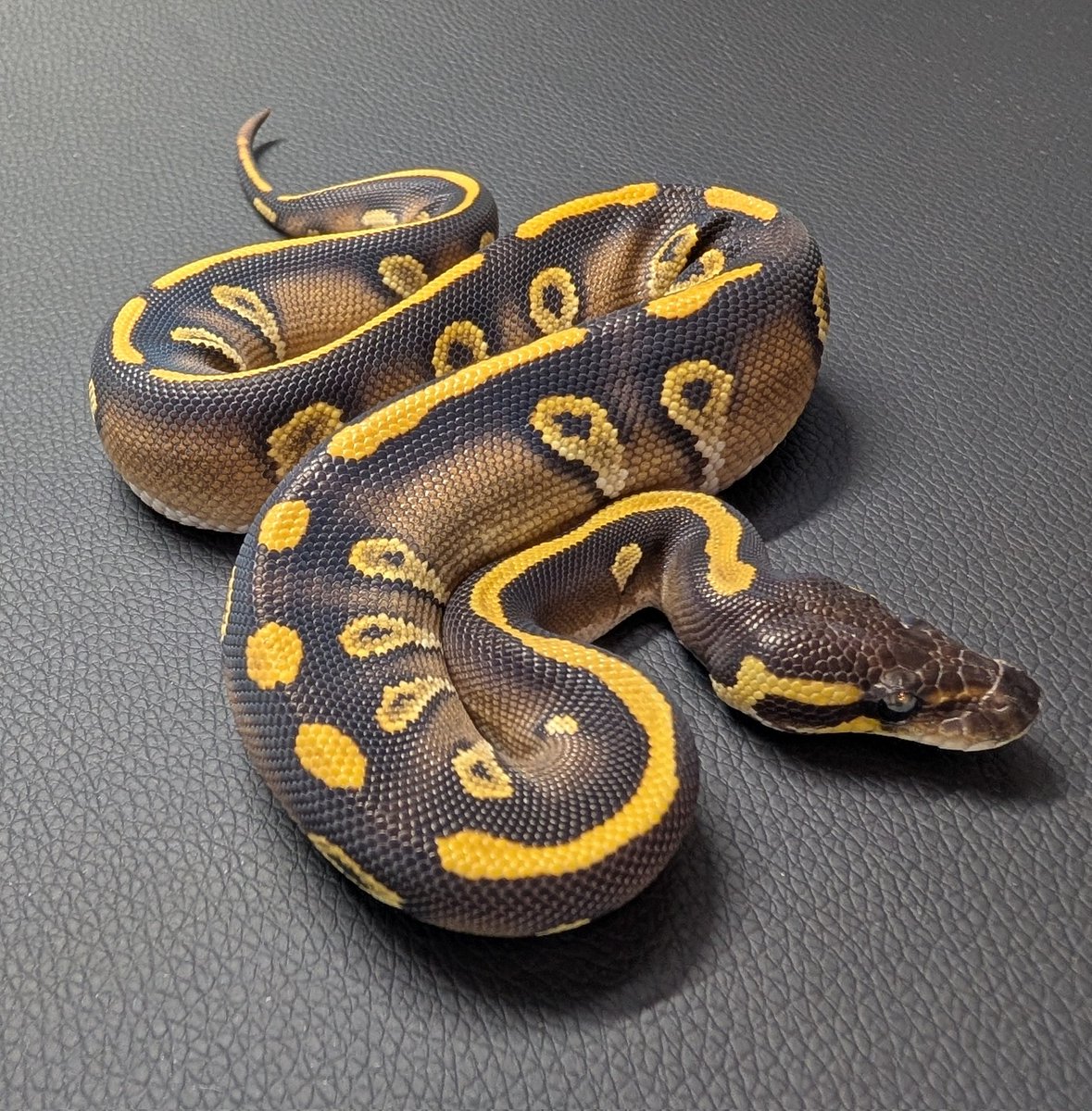 kaikai_082's tweet photo. CBJP販売個体紹介
BH RG Mojave/Phantom YB het Hypo 50%het Clown♀
※各種クレジットカード対応しています。
#CBJP
#ボールパイソン
#爬虫類 https://t.co/ecVfv1lk2d