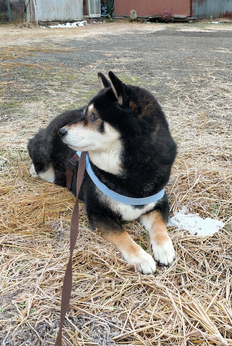 ちょめ太郎 やっとエンジンかかった 80分かかった