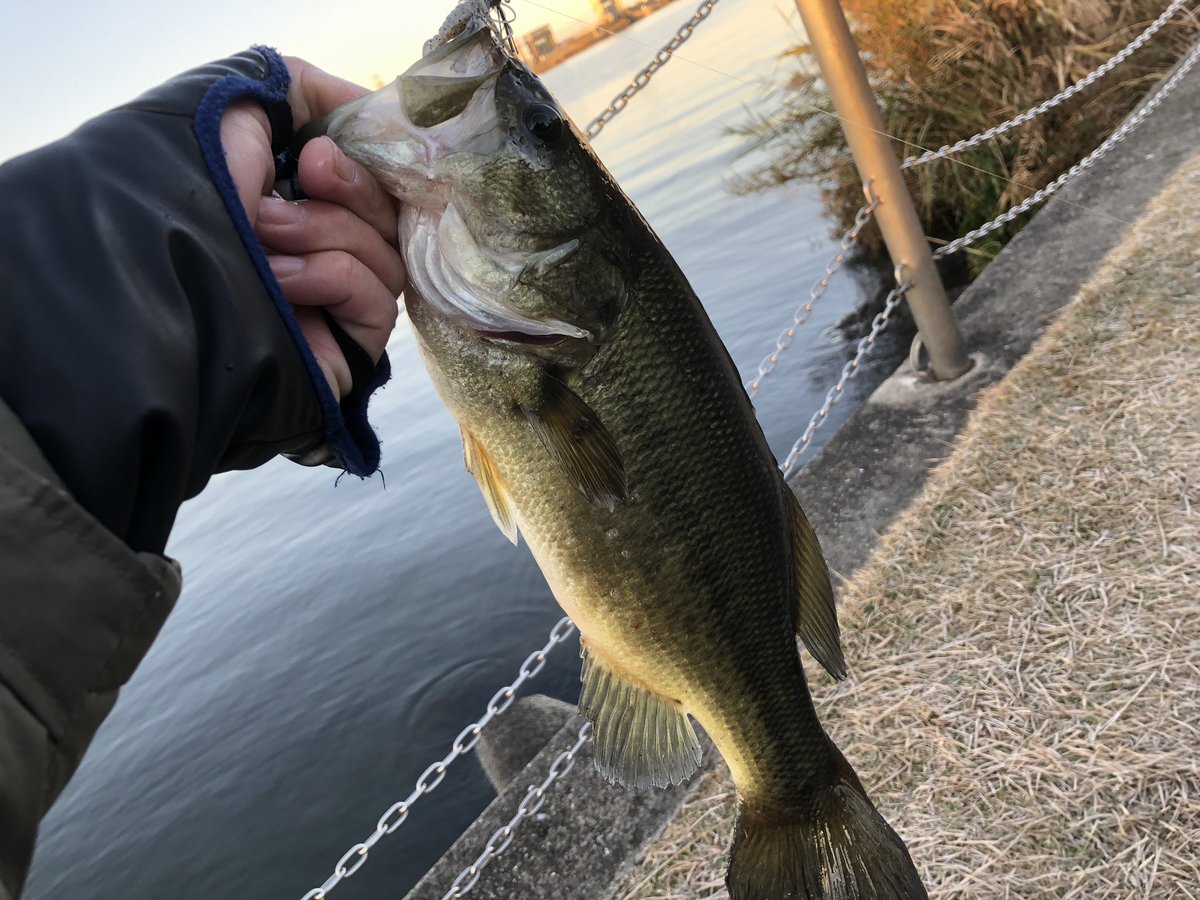 バス釣り ブラックバスの歴史を紐解こう！なんとはじまりは1925年に遡る！歴史を