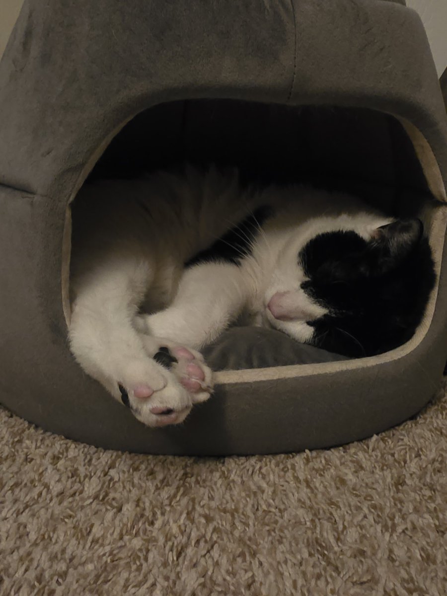 OddsReadEven's tweet image. Look at them BEANS