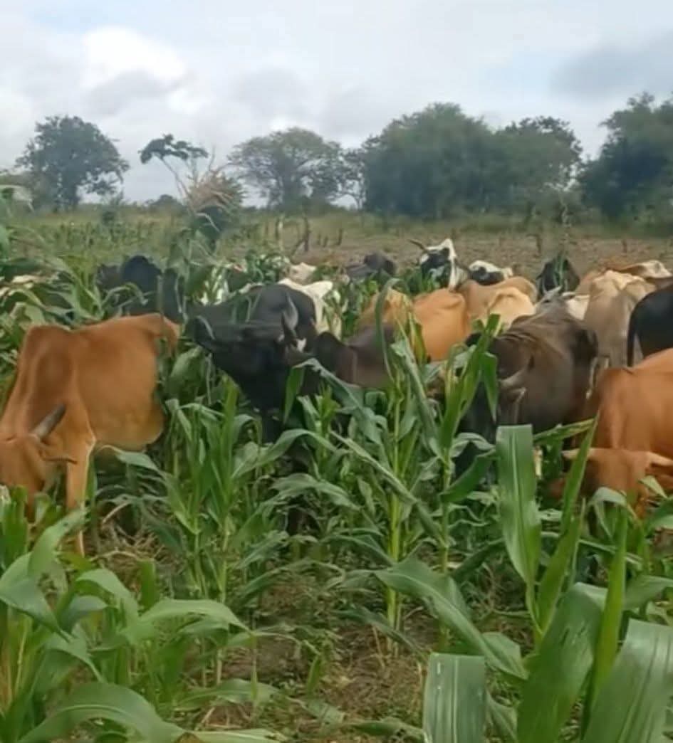 Team disapora vanoenda kumusha kuHoliday zvibatei anaBoys nyaya yekuzoti one month wadzoka diaspambi woona chiMessage chakanzi "Babe l think l am pregnant" haibudi ipapo ndipo panotanga scheme yekurohwa mari ukasangwara unoita 1 year uchirohwa mari uchitenga preparation,maScan