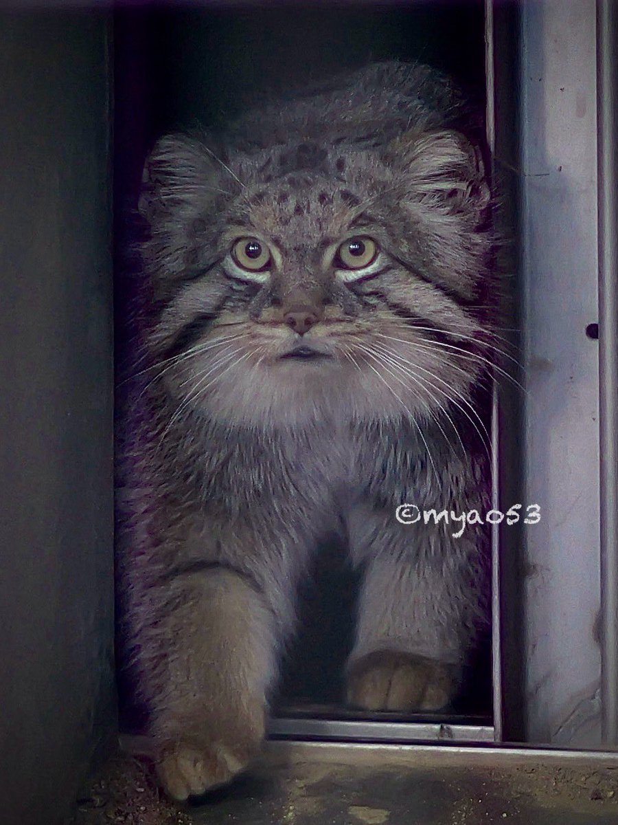 マヌルネコ #manul #otocolobusmanul #エル #東山動植物園