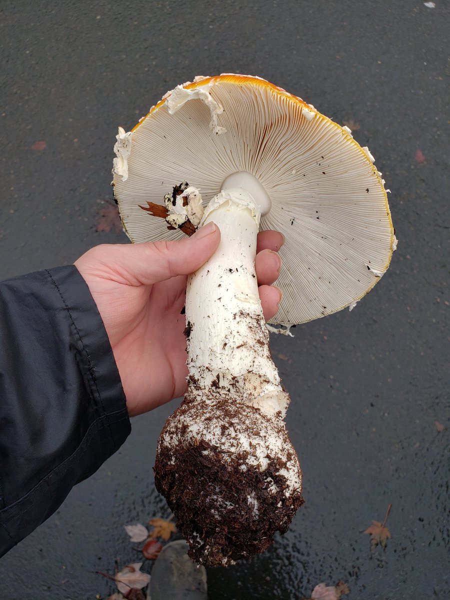 Amanita chrysoblema is the native PNW version of A muscaria. Taxonomy is rapidly changing and we have at least 3 distinct variants which will eventually be named their own species. 

Amanita muscaria grows here on imported Eurasian trees, but a red A chrysoblema also exists.