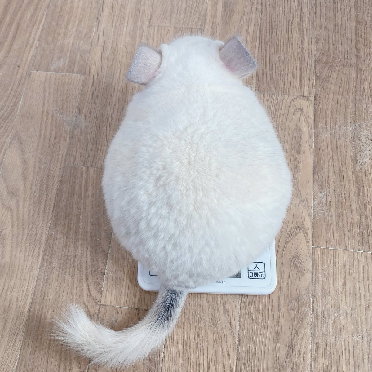 。さま確認ページ♡ 39造 (@mosa_suma_39zo) / Posts / X