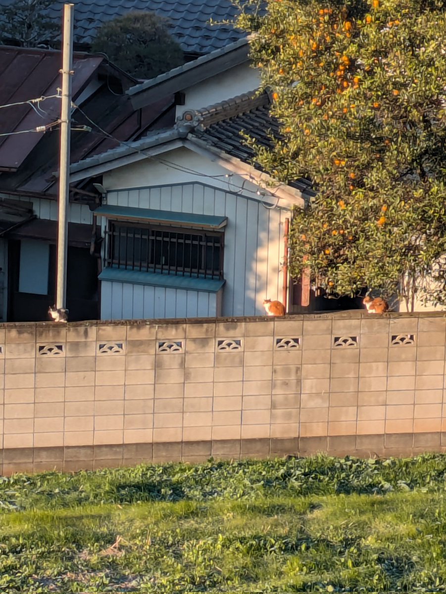 イサド (@isadonomori) / Posts / X