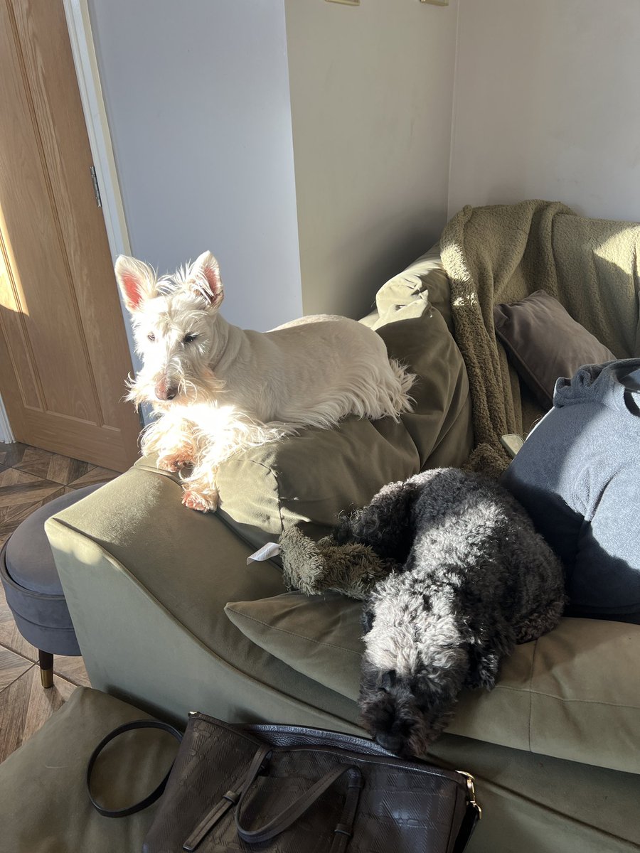 littlewood_mark's tweet image. Yes! They love a good vantage point for guarding their territory 😂😂
#ScotchGuard