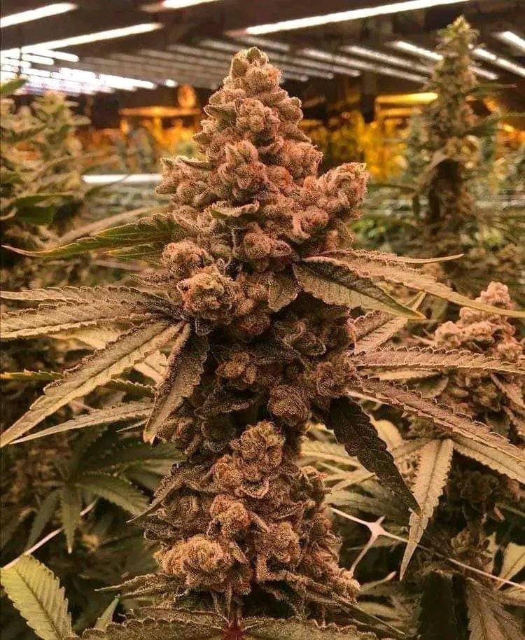 e17752's tweet image. 🚨🚨HALF POUND GIVEAWAY🚨🚨

We’re going to be picking a lucky winner for a free half! 

1. Must follow @candyworld 
2. Must retweet this post 
3. Tag 3 friends in post 
4. Must be 21+ to participate 
5. Do a random act of KINDNESS (that’s optional but suggested)