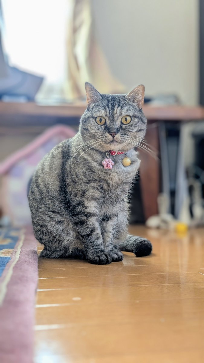 ねこさん① ねこさん⚡(ΦωΦ) (@catnap707) / Posts / X