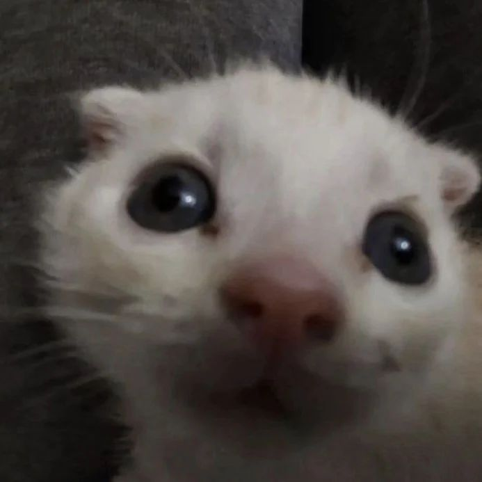 PunchingCat's tweet photo. https://t.co/h0dXkMyIHS