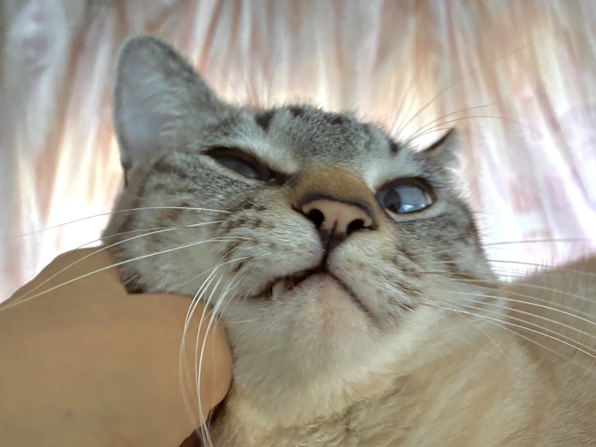 そら🐾 (@_sora0613_) / Posts / X