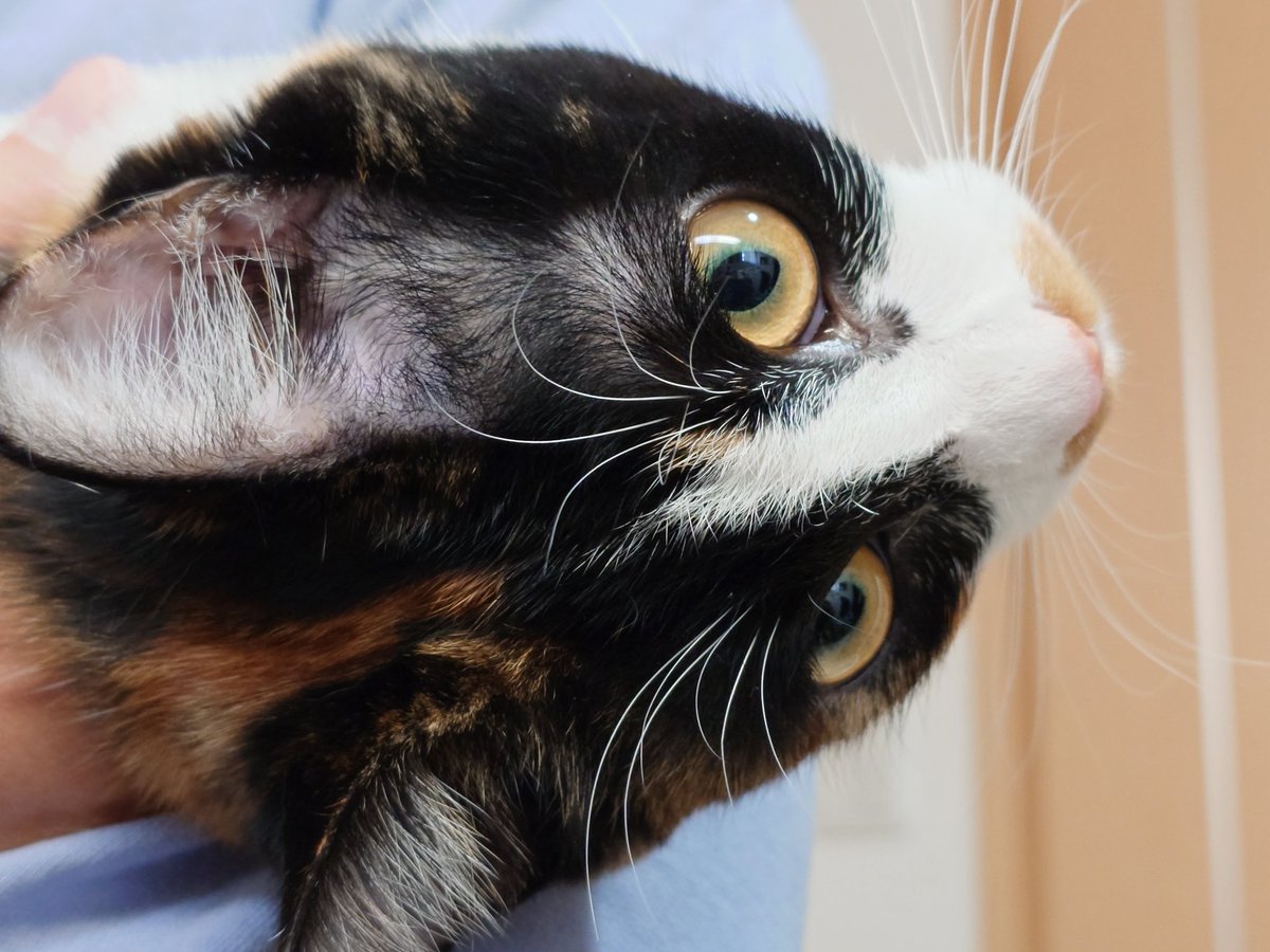 娘がわらびを抱っこして連れてきた 私に後頭部を向けた瞬間、すかさず