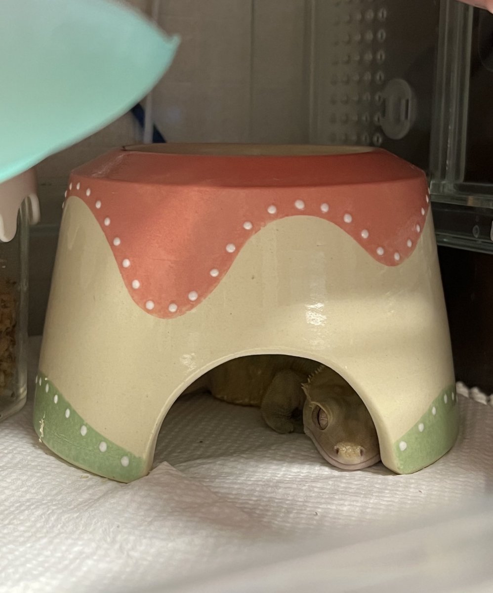 クレスママ🦎🎲4/11コウレプのチケット買った👍 tweet media